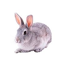conejos-alimento-balanceado-bodegas-npv-ecuador