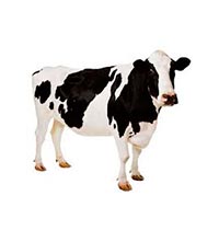 vacas-balanceado-alimento-bodegas-npv-ecuador